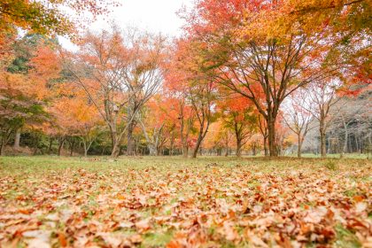 ใบไม้เปลี่ยนสี japan road trip
