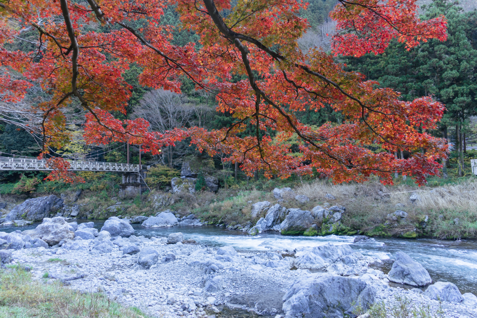ใบไม้เปลี่ยนสีญี่ปุ่น