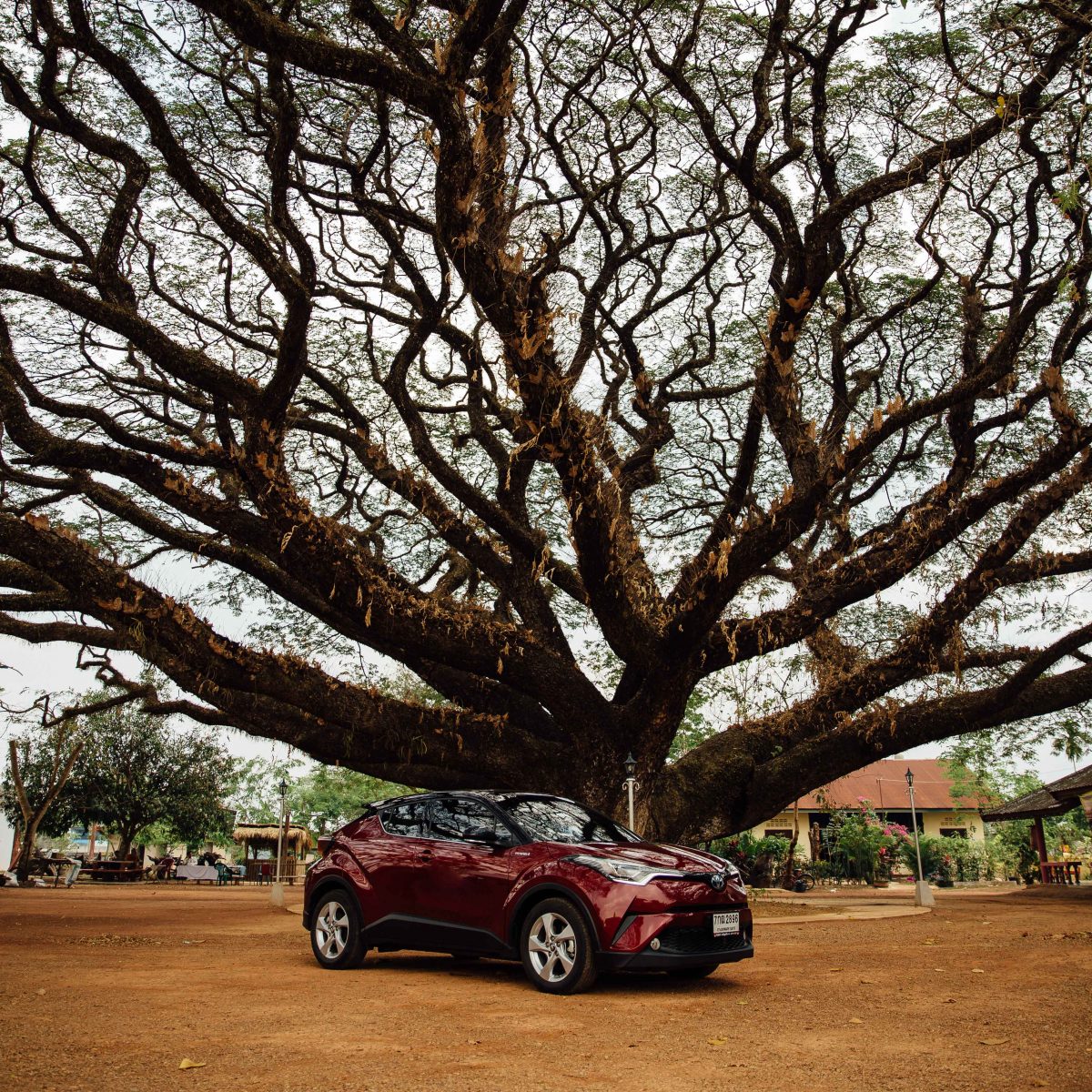 Tree, Car